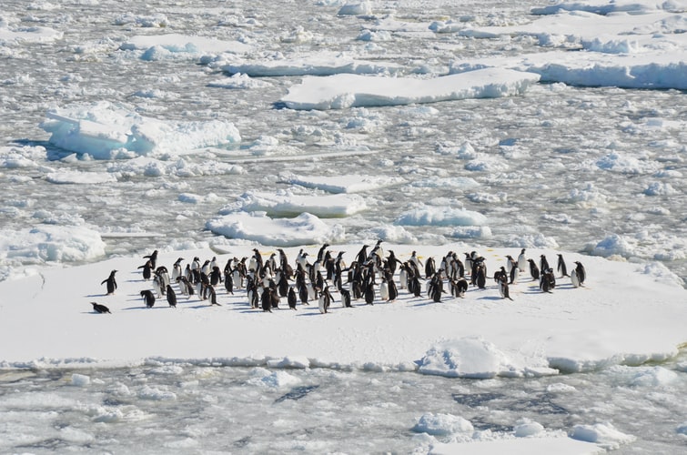 Mother earth is healing itself? NASA satellites show Antarctica has gained ice despite rising global temperatures!